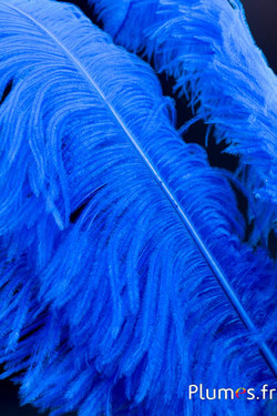 Autruche premium - 50-60 cm - turquoise